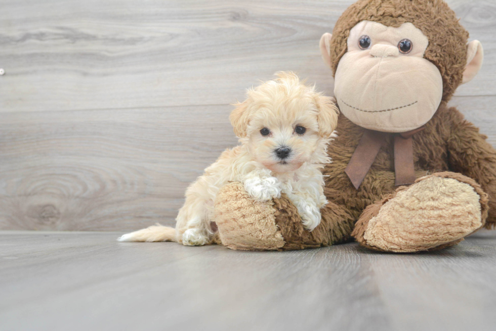 Little Maltese Poodle Poodle Mix Puppy