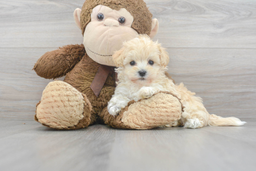 Cute Maltipoo Baby