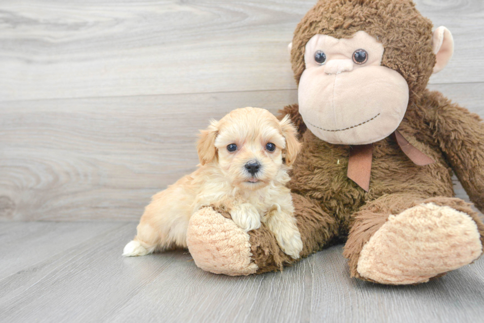 Popular Maltipoo Poodle Mix Pup