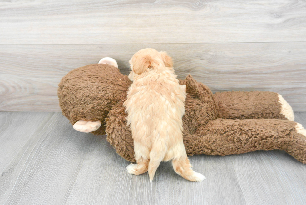 Small Maltipoo Baby
