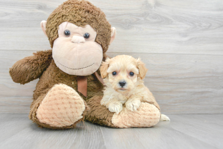 Adorable Maltese Poodle Poodle Mix Puppy