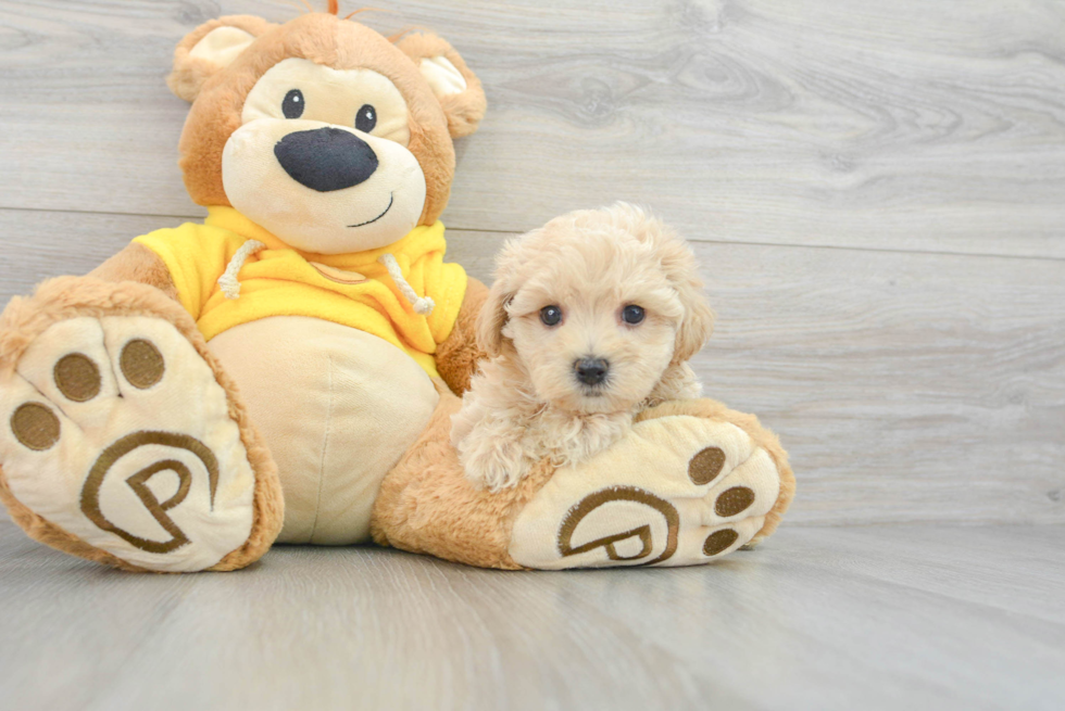 Happy Maltipoo Baby