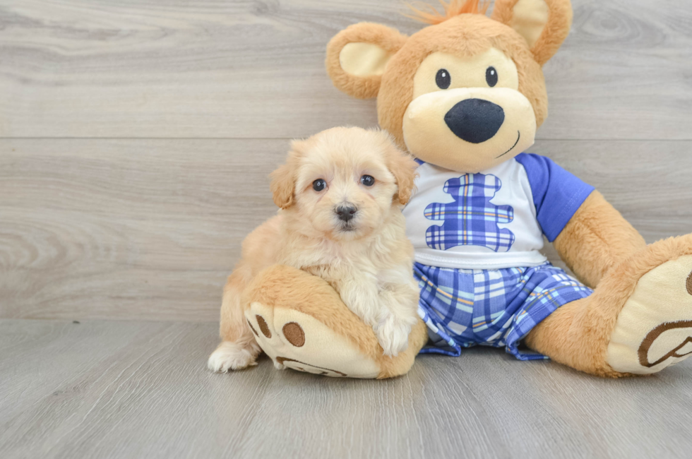 6 week old Maltipoo Puppy For Sale - Premier Pups