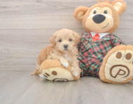 8 week old Maltipoo Puppy For Sale - Premier Pups