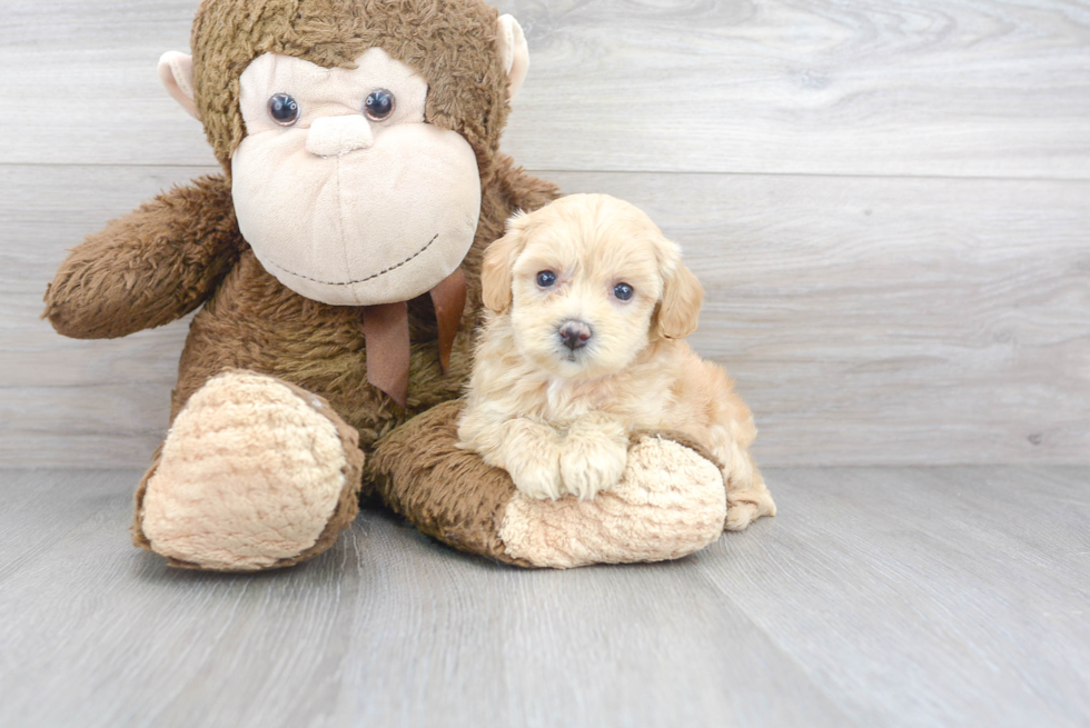 Little Maltepoo Poodle Mix Puppy