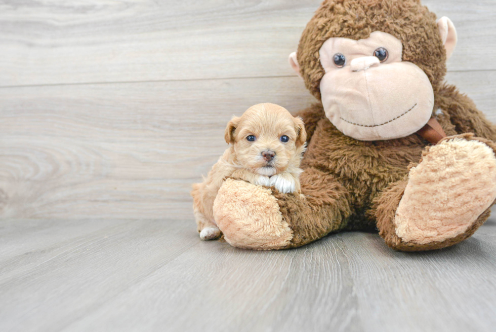 Little Maltepoo Poodle Mix Puppy