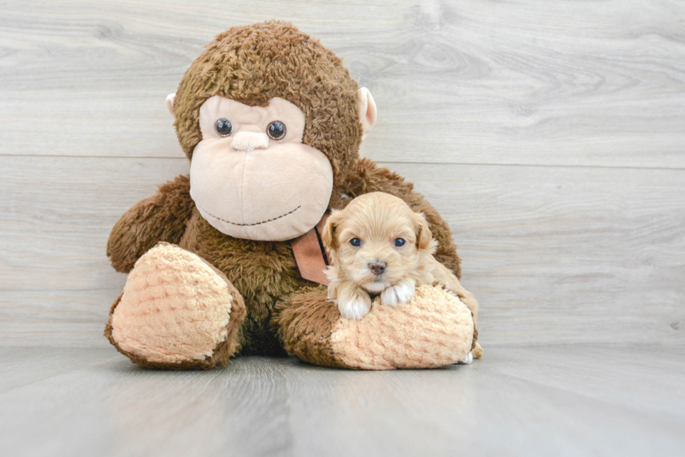 Sweet Maltipoo Baby