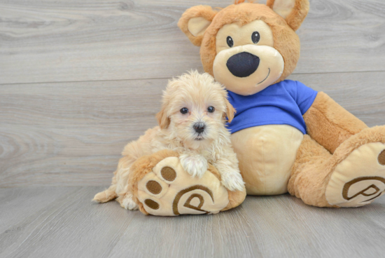 Maltipoo Pup Being Cute