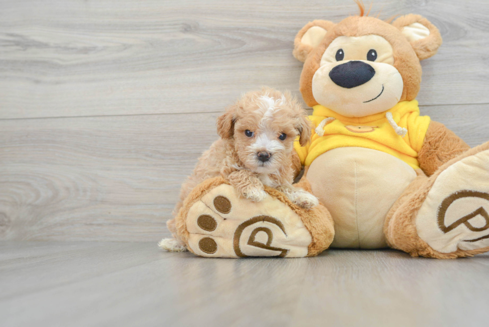 Maltipoo Pup Being Cute