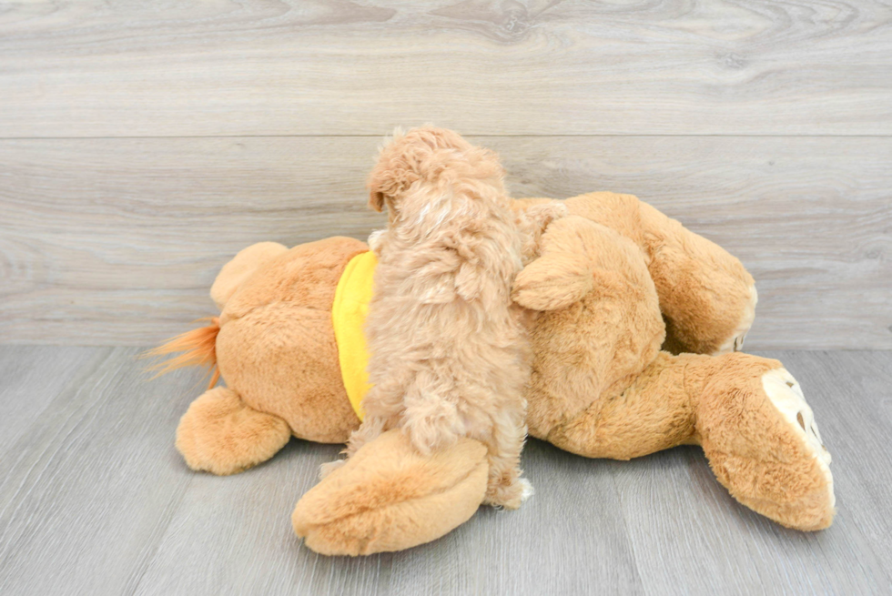 Energetic Maltepoo Poodle Mix Puppy