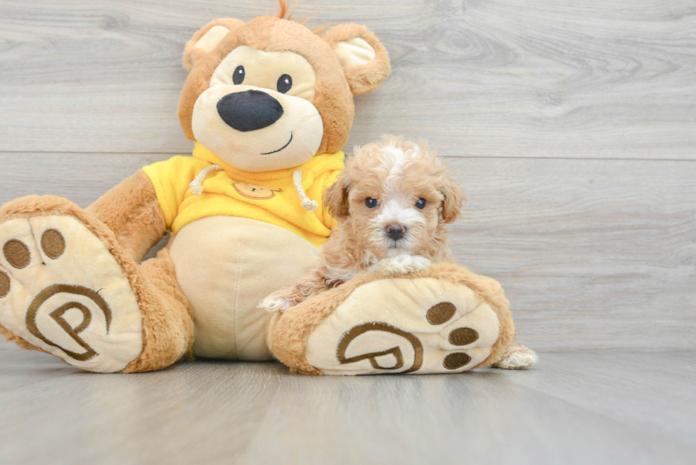 Small Maltipoo Baby