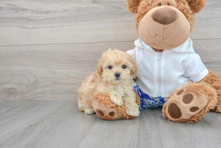 Energetic Maltese Poodle Poodle Mix Puppy