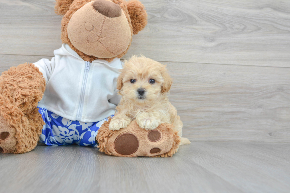 Sweet Maltipoo Baby