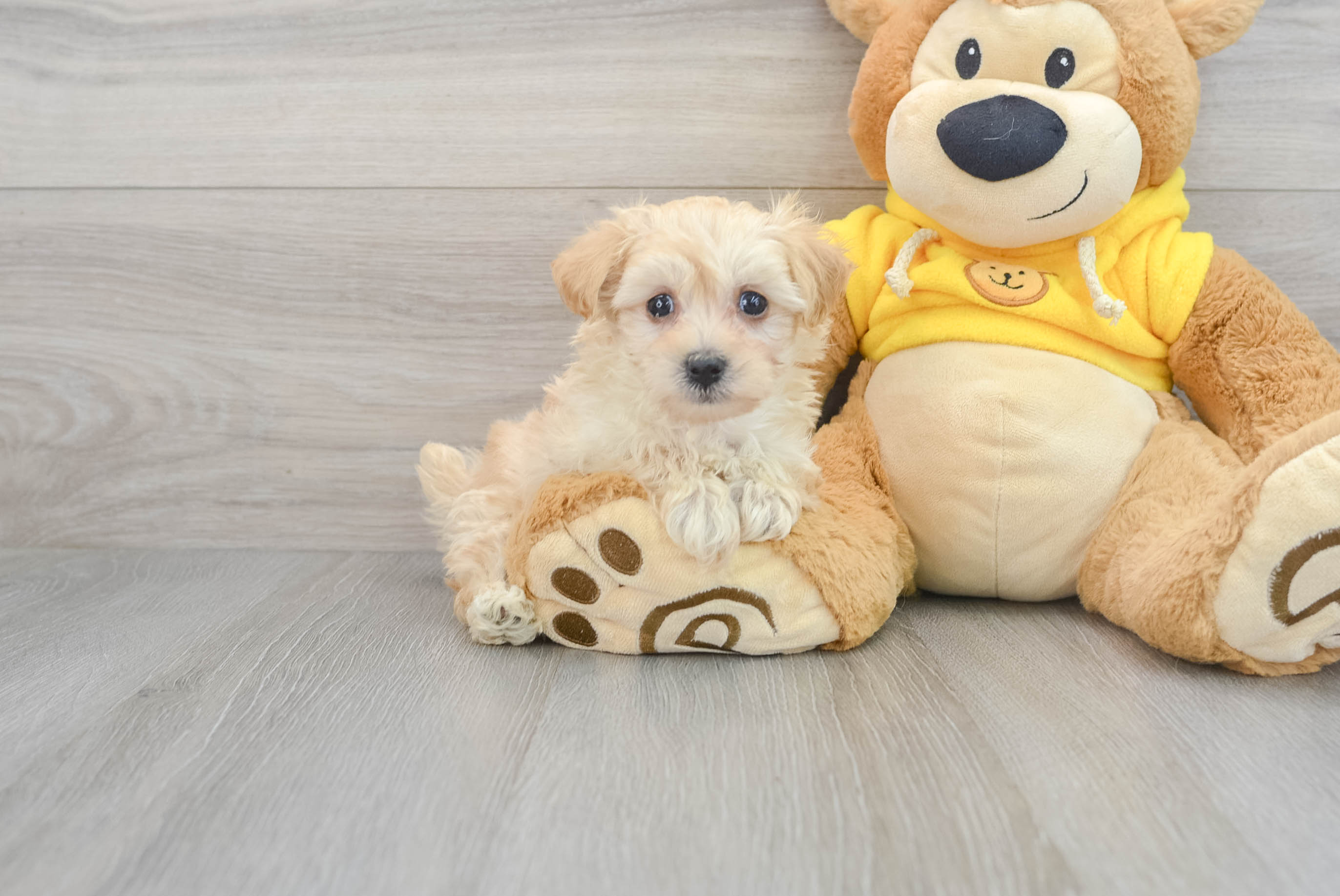 Maltipoo Pup Being Cute