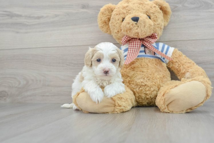 Maltipoo Pup Being Cute