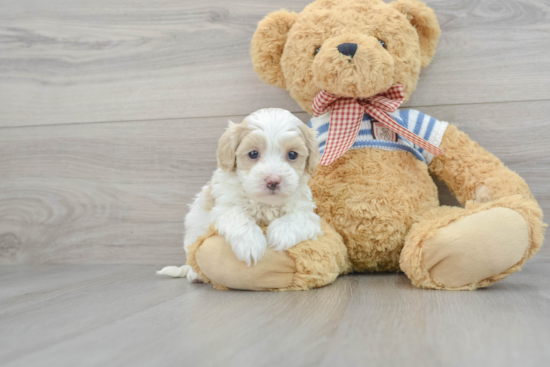 Maltipoo Pup Being Cute