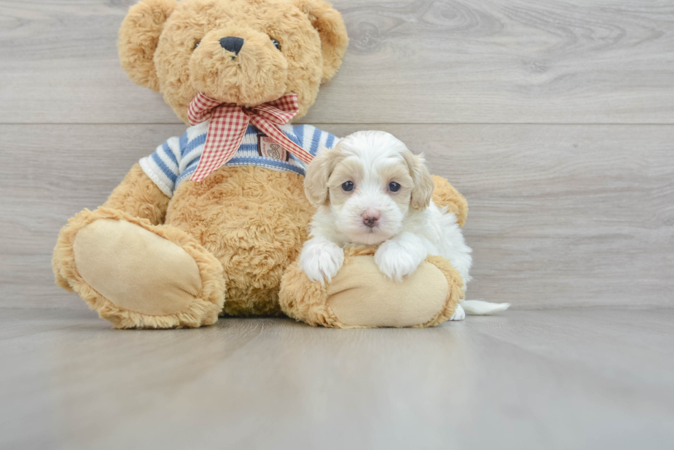 Energetic Maltepoo Poodle Mix Puppy