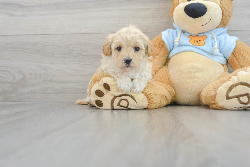 Little Maltese Poodle Poodle Mix Puppy