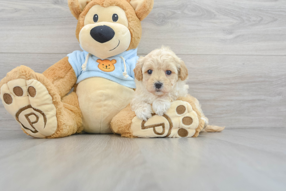 Maltipoo Puppy for Adoption