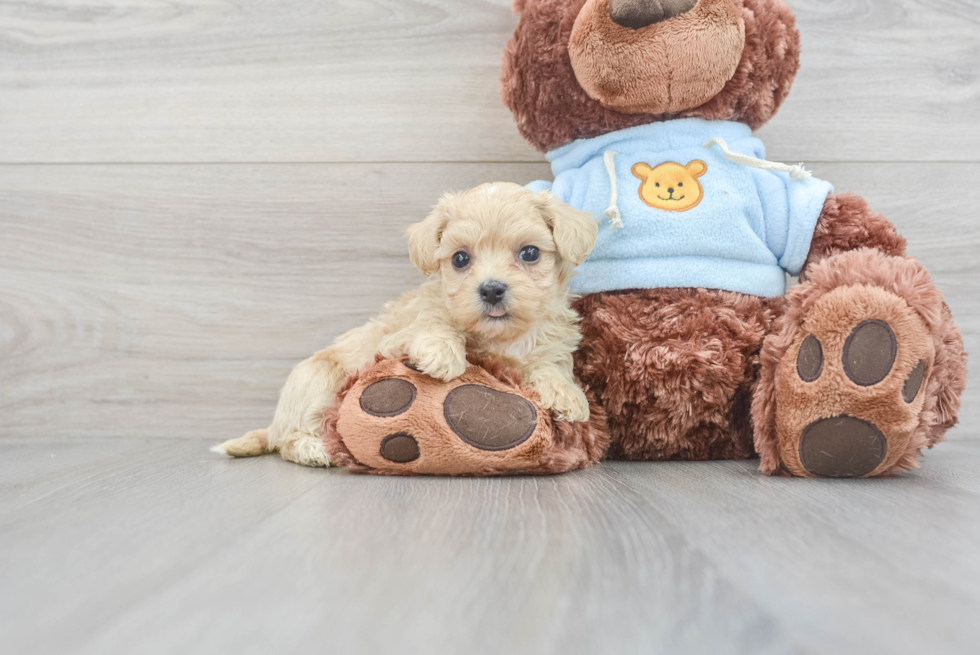 Best Maltipoo Baby