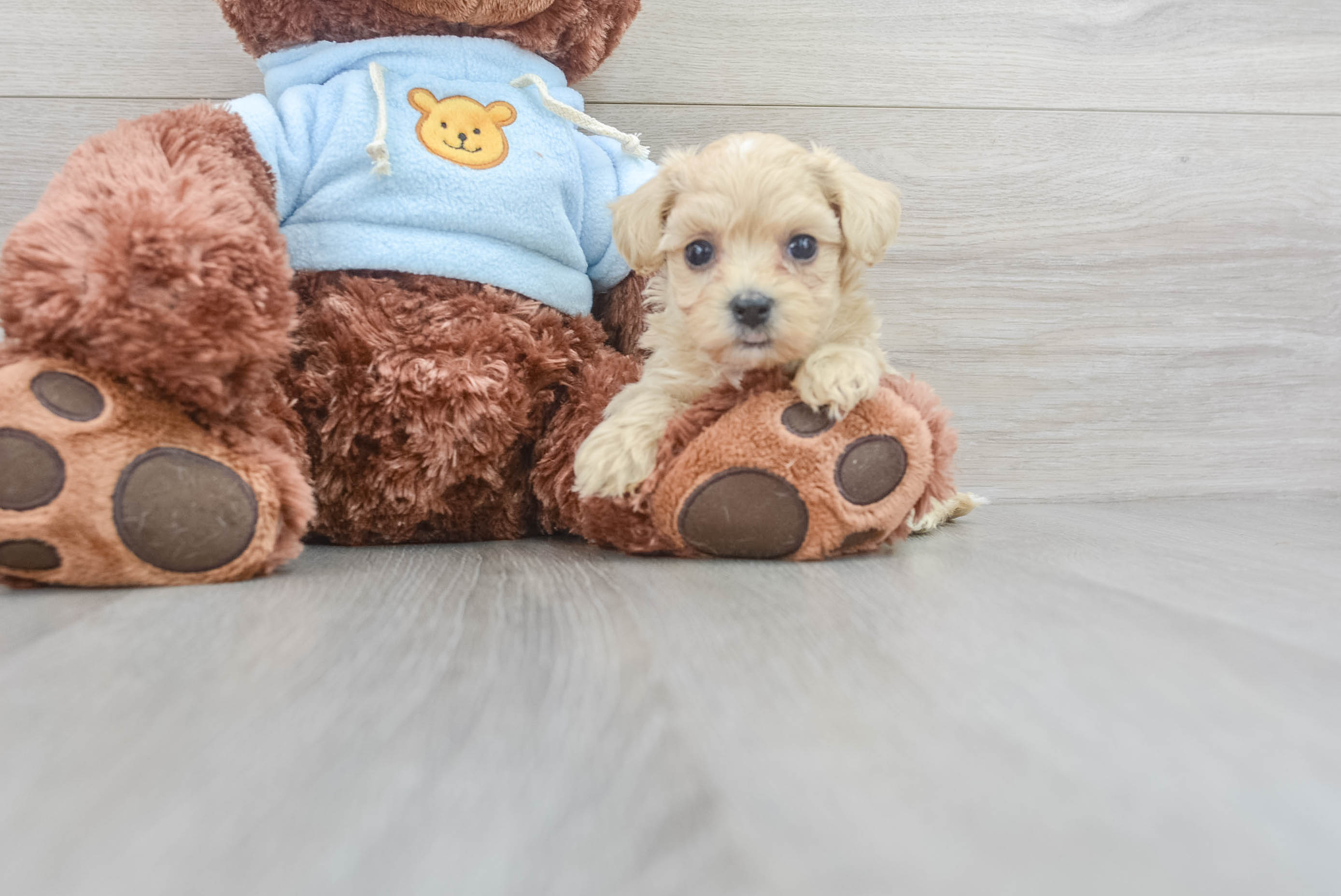 Fluffy Maltipoo Poodle Mix Pup