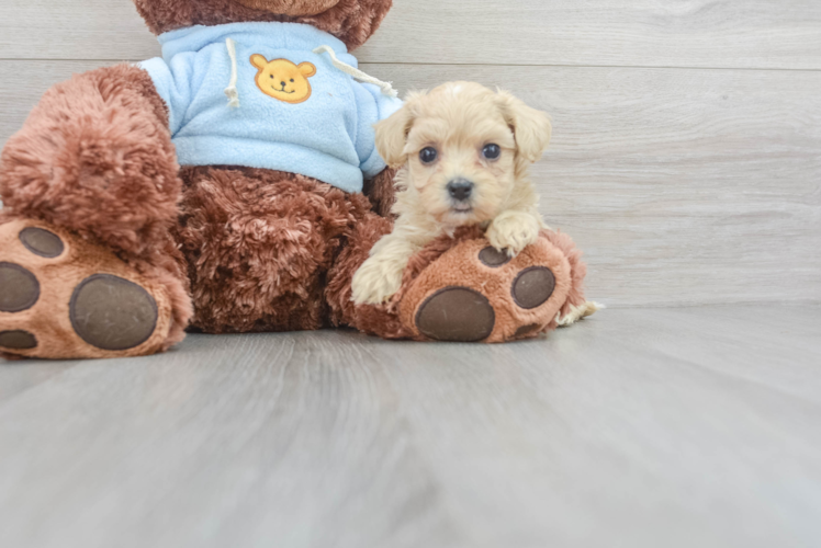 Fluffy Maltipoo Poodle Mix Pup