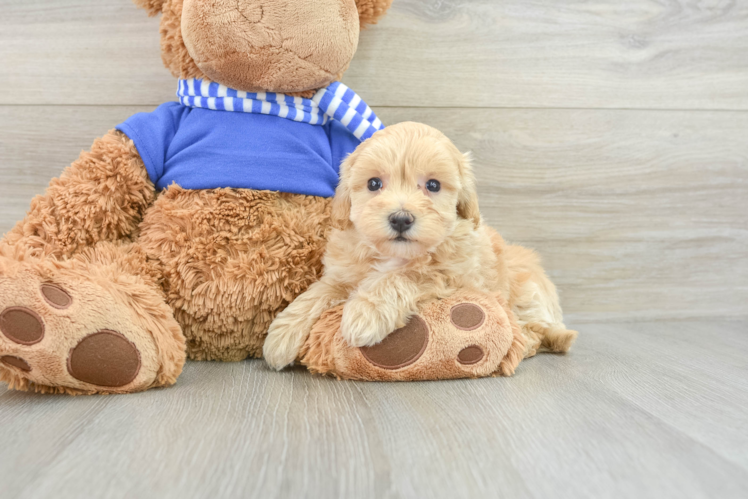 Petite Maltipoo Poodle Mix Pup