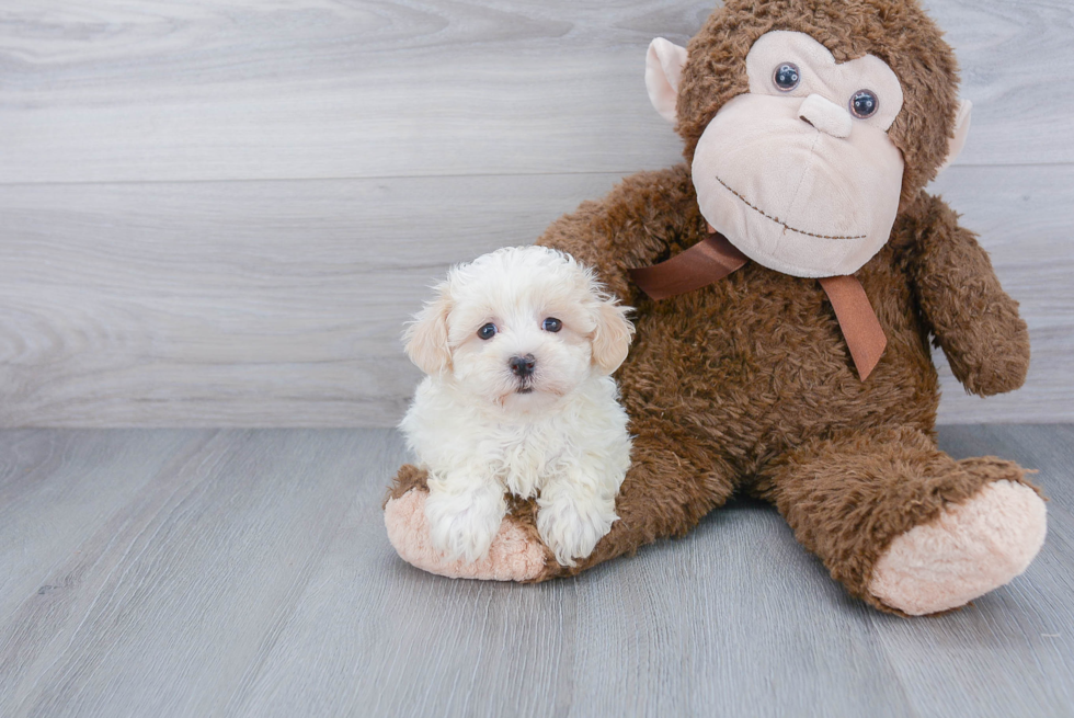 Maltipoo Puppy for Adoption