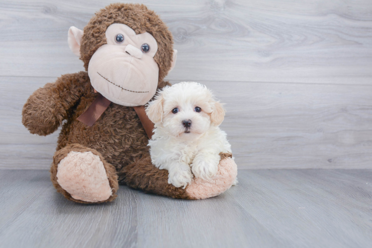 Maltipoo Puppy for Adoption