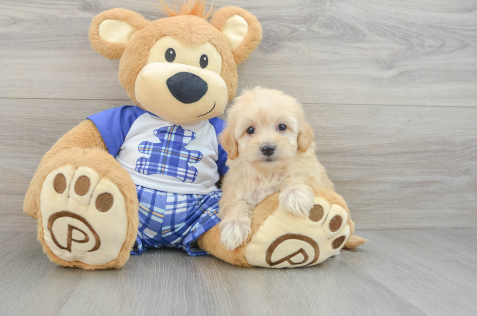 6 week old Maltipoo Puppy For Sale - Premier Pups