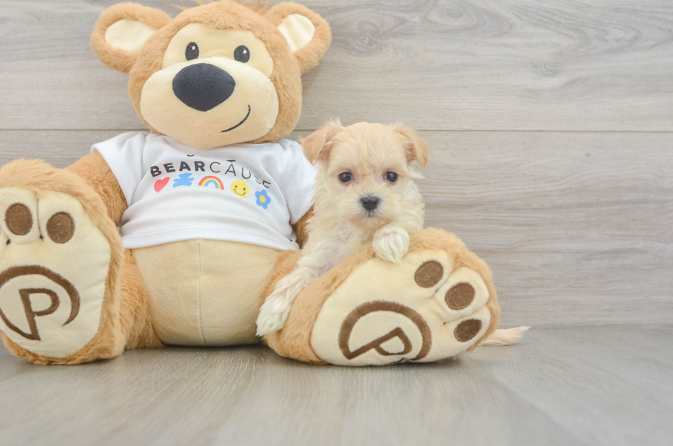6 week old Maltipoo Puppy For Sale - Premier Pups