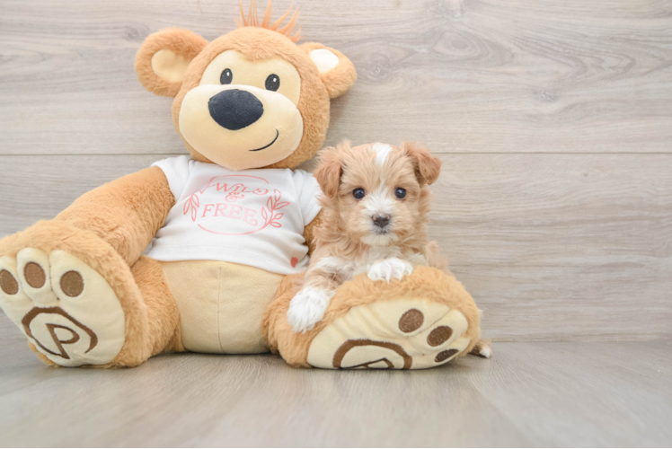 Playful Malt Oodle Poodle Mix Puppy