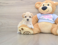 7 week old Maltipoo Puppy For Sale - Premier Pups