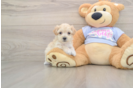 Petite Maltipoo Poodle Mix Pup