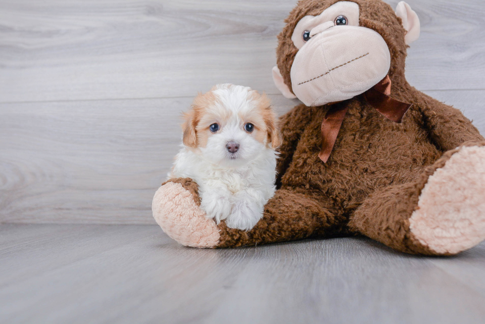 Small Maltipoo Baby