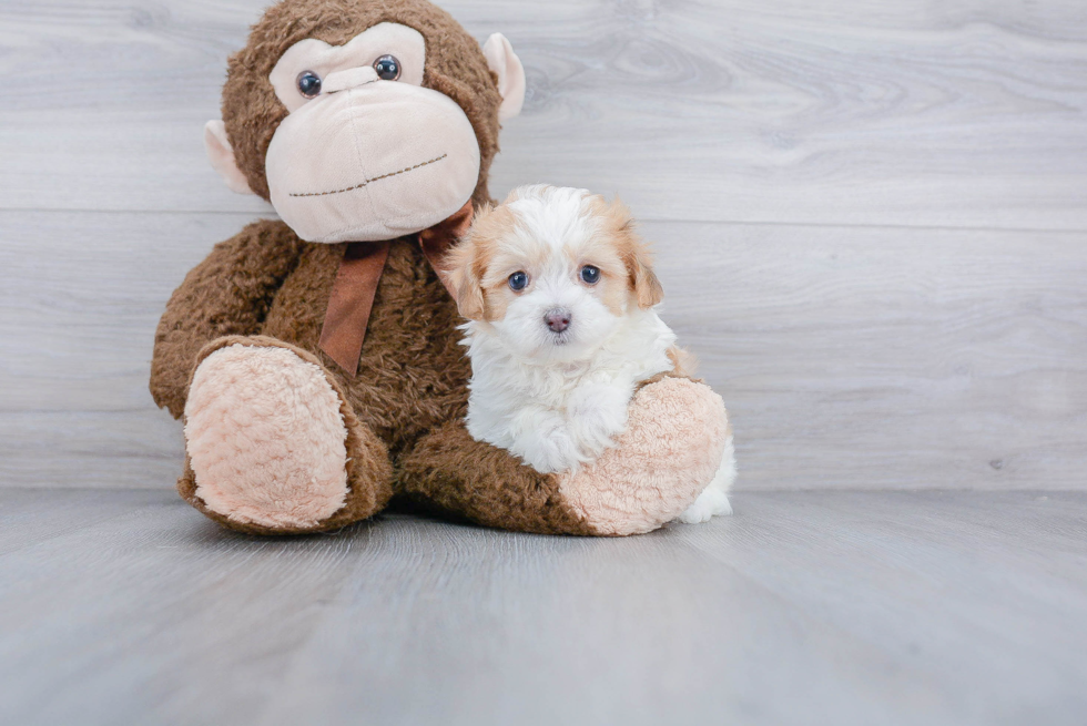 Maltipoo Pup Being Cute