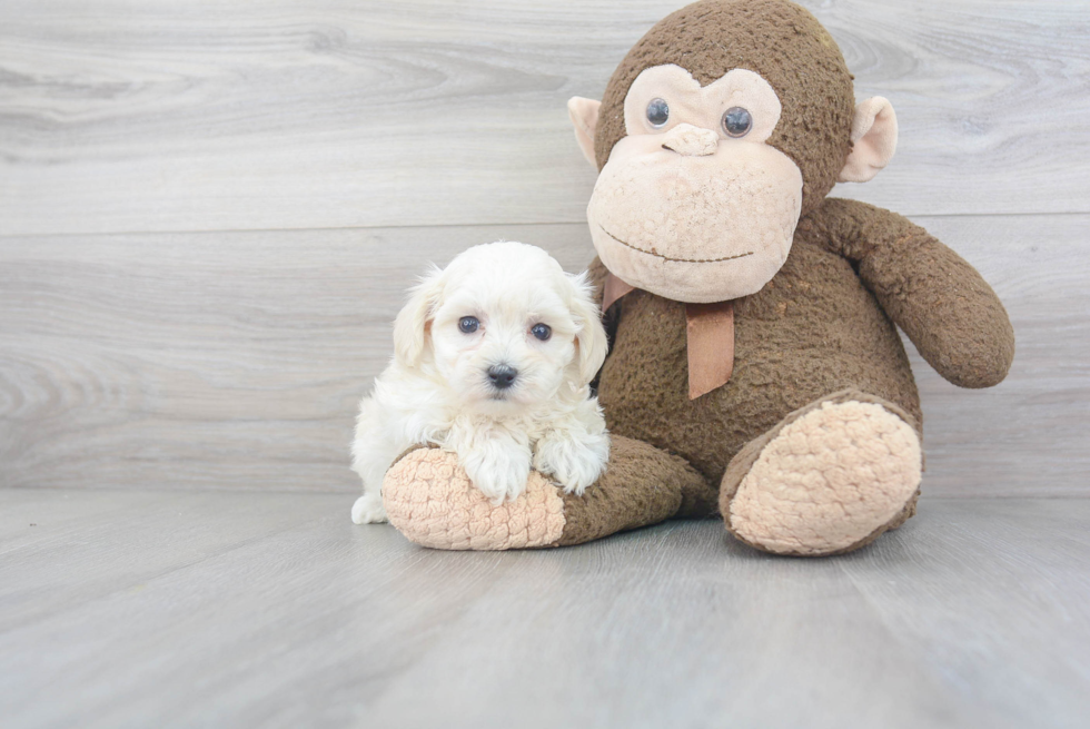 Playful Maltepoo Poodle Mix Puppy