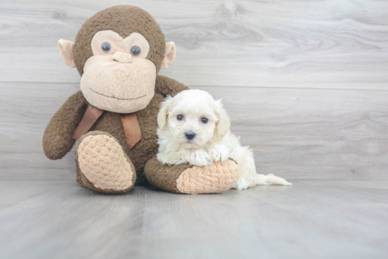 Maltipoo Pup Being Cute