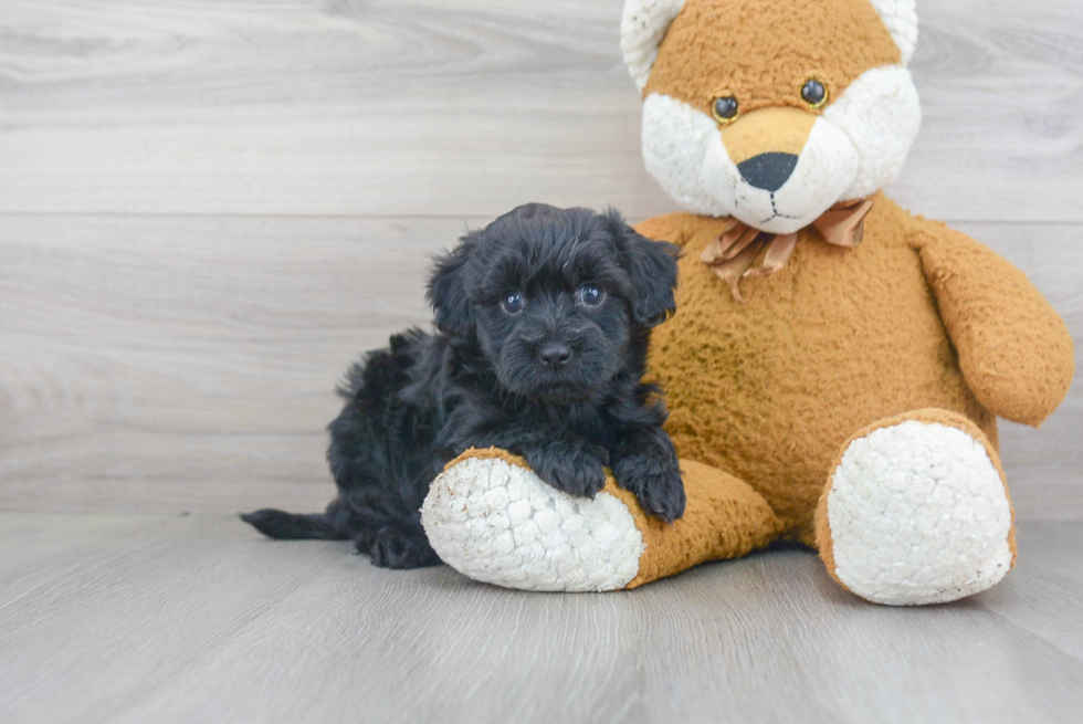 Hypoallergenic Maltepoo Poodle Mix Puppy