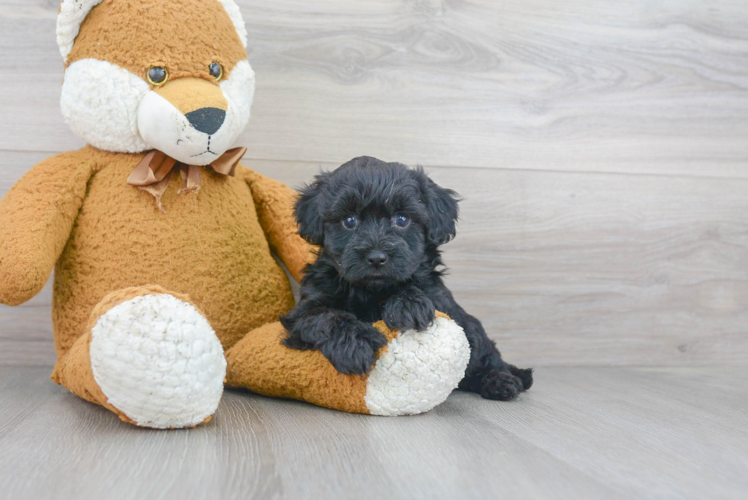 Maltipoo Puppy for Adoption