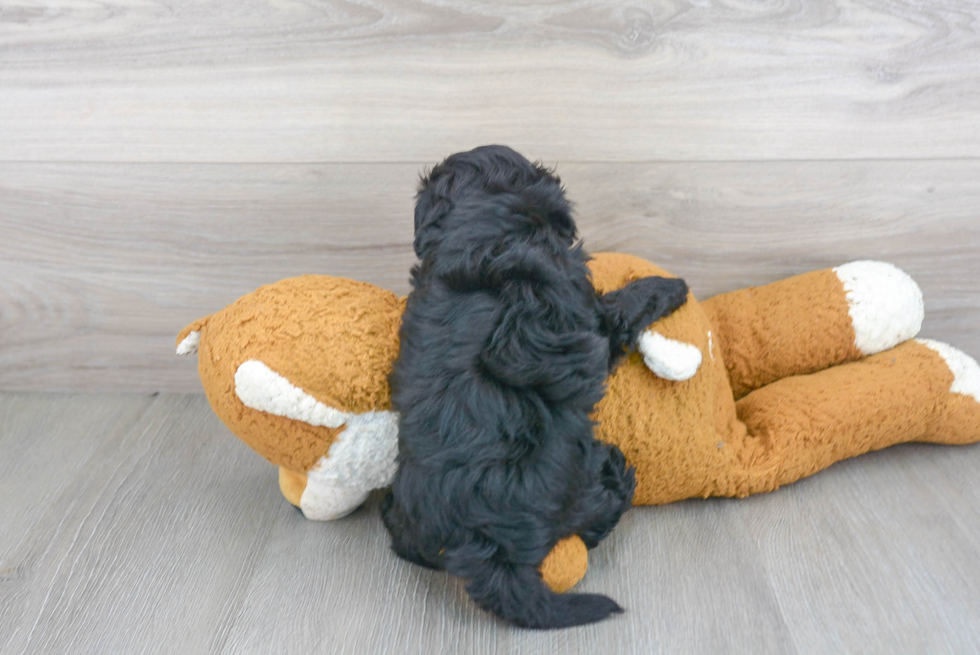 Petite Maltipoo Poodle Mix Pup