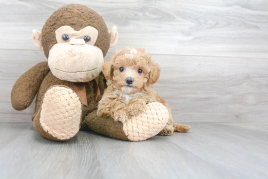 Little Maltese Poodle Poodle Mix Puppy