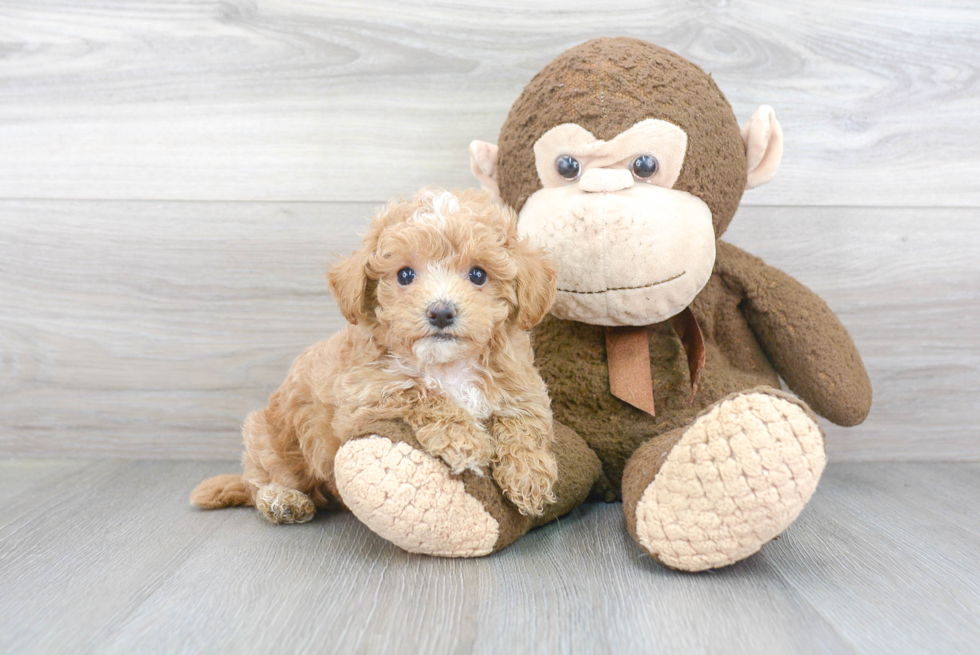 Best Maltipoo Baby