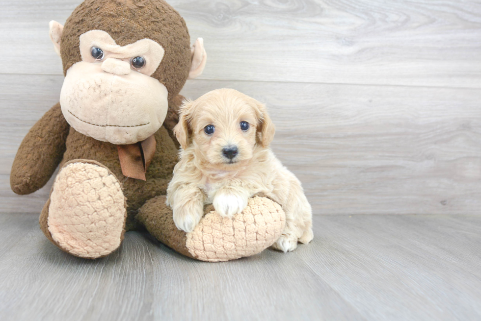 Fluffy Maltipoo Poodle Mix Pup