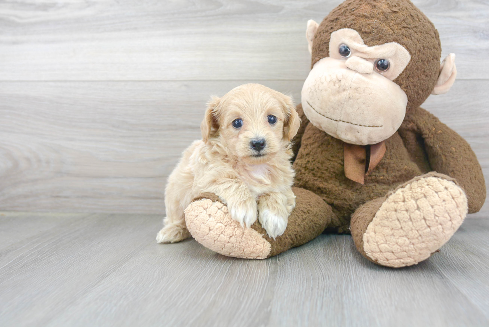 Sweet Maltipoo Baby