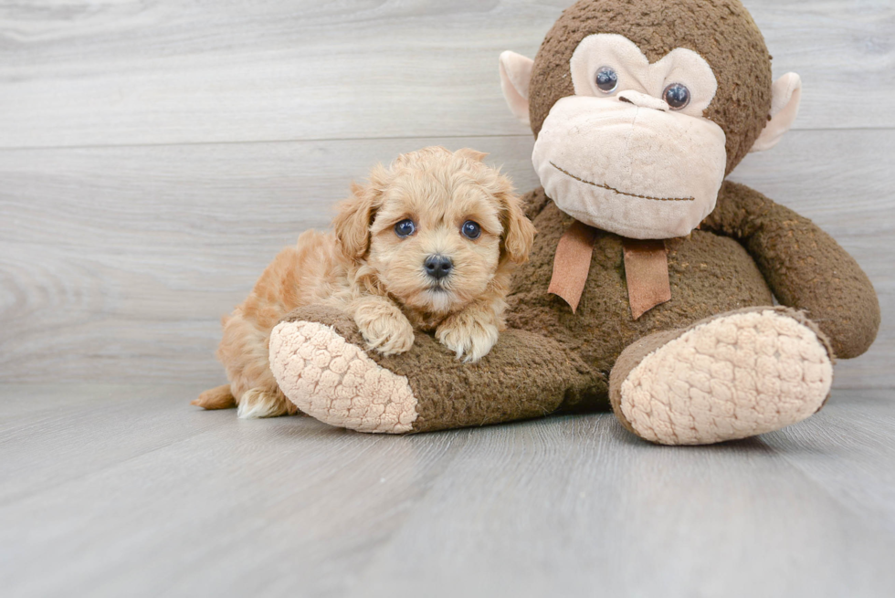 Popular Maltipoo Poodle Mix Pup