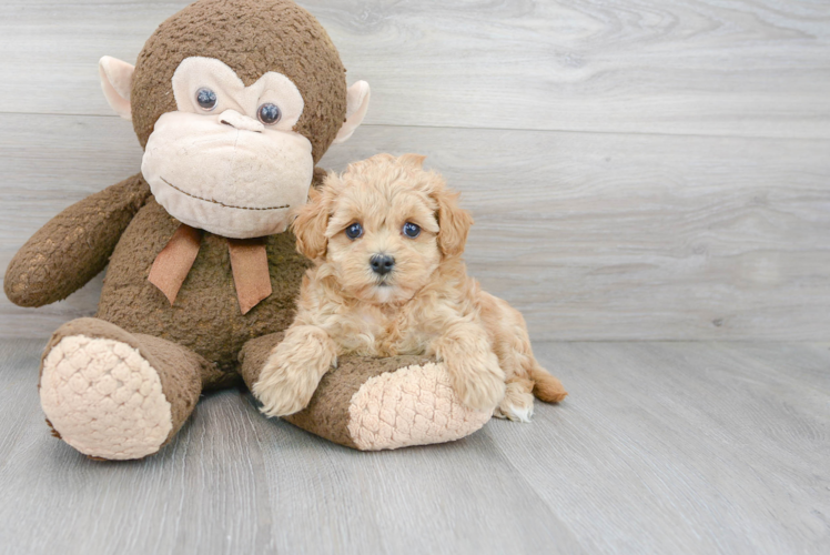 Popular Maltipoo Poodle Mix Pup