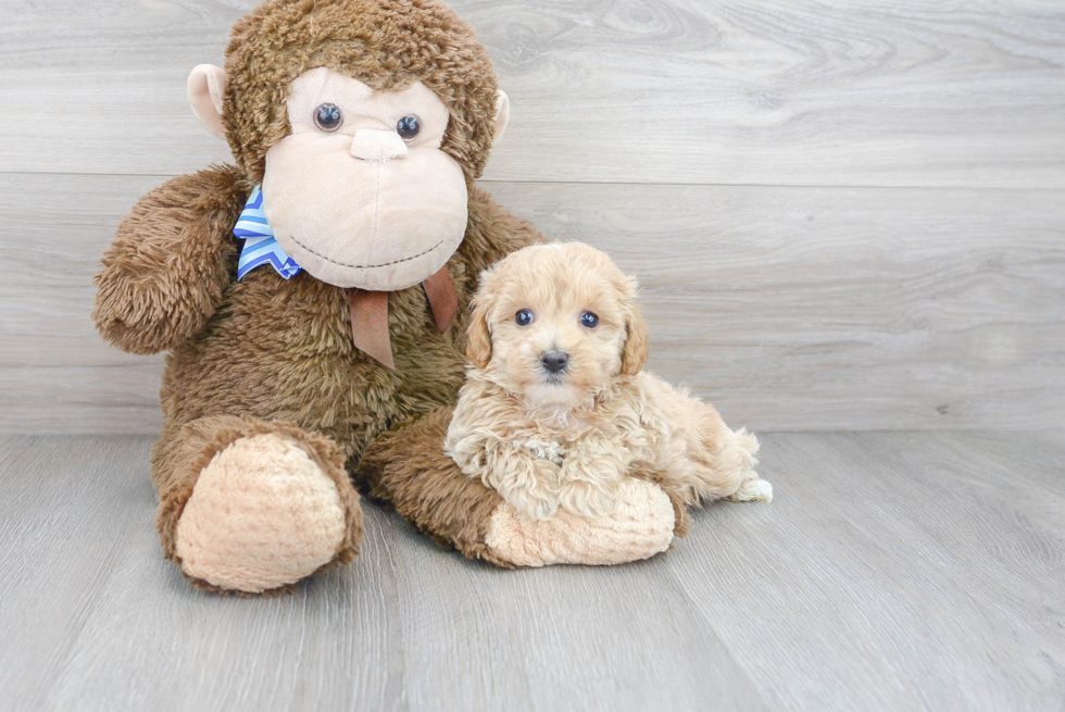 Maltipoo Pup Being Cute