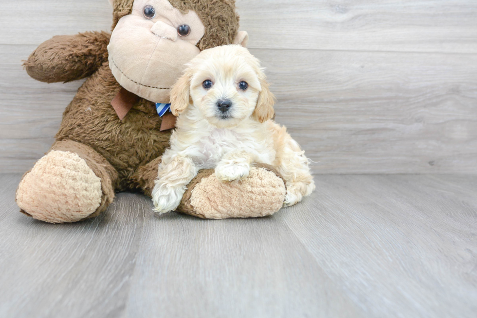 Maltipoo Pup Being Cute