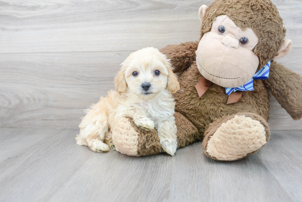 Hypoallergenic Maltese Poodle Poodle Mix Puppy